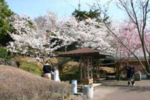 眉山公園さくらギャラリー1