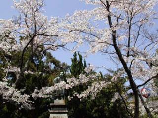 眉山公園（大滝山）さくらギャラリー8