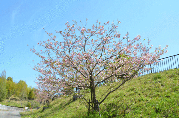 とくしま植物園のボタンザクラの全景写真