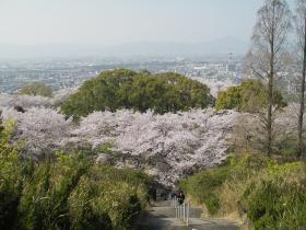 西部公園さくらギャラリー7