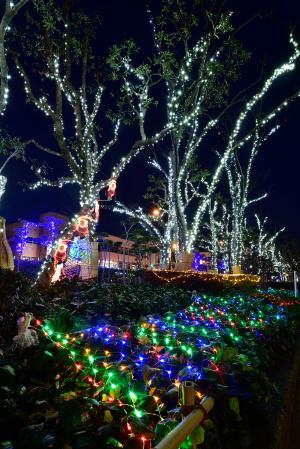 徳島市立体育館の木々に装飾したLEDイルミネーションの写真