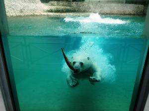 ホッケに向かってダイブするポロロの写真