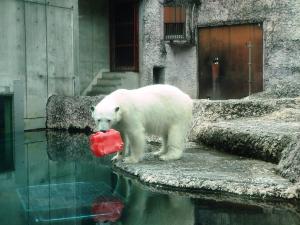 「玩具をくわえてこっちを見ているポロロ」の写真