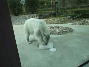 氷のケーキが気に入った様子のポロロ