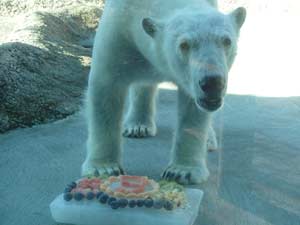 氷のケーキを前にしたポロロ