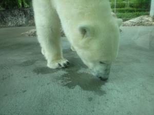 スイカの果汁も舐めるポロロの写真