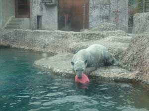 飼育員に気付いたポロロ