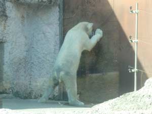 扉の向こうが気になるポロロ