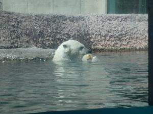 今シーズン最初の氷をかじるポロロ