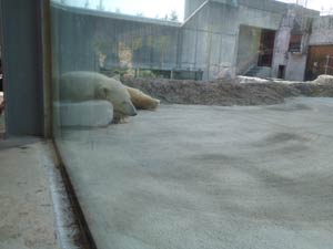 プラスチック容器を枕にして眠るポロロの写真