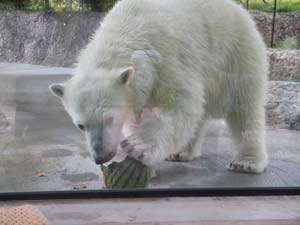 美味しそうにスイカを食べるポロロの写真