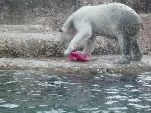 ピンクのソリで遊ぶポロロの写真3