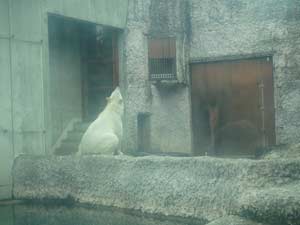 扉が開くのを待つポロロの写真1