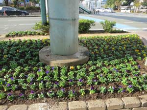 綺麗に植わった花の写真