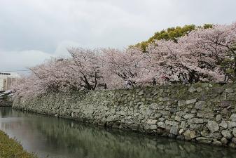 17番デジカメ部門